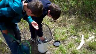 Catching tadpoles [upl. by Sauder]