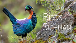 Sichuan the province with the most endemic species of birds in China  Birding in China [upl. by Allehcim]