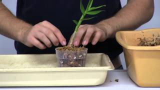 How to Stimulate New Root Growth on Orchids [upl. by Nolava609]