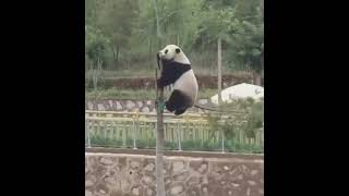 Panda climbing tree and Fall down cute panda climbing falldown [upl. by Rudie]