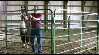 Approach Halter and Lead Your Camelids With Ease [upl. by Xanthus71]