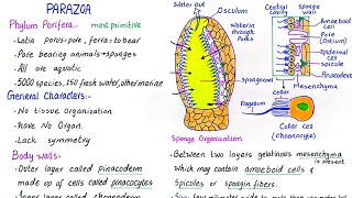 Phylum Porifera  subkingdom parazoa  general characteristics  class 11 [upl. by Cataldo126]