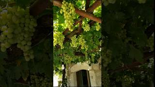 Grape Vine Patio Canopy Cusano Mutri Italy [upl. by Geilich]