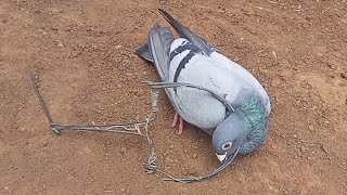 اسهل طريقة لصيد الحمام بالفخ بسيط وفعال Pigeon trap Hunting [upl. by Chor]