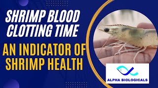 How to test shrimp blood clotting time [upl. by Owiat781]