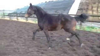 FahrenheitDimaggio colt  2014 for sale [upl. by Sadoc762]