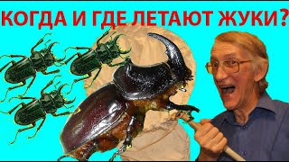 Как Найти Жуков Носорогов Рогачиков Дупляков Щелкунов в Киеве Scarabaeidae Lucanidae Elateridae [upl. by Yntruoc170]