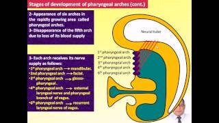 Magdy Said Anatomy SeriesSpecial Embryology1pharyngeal arches branchial apparatus [upl. by Aneelahs]