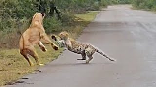 Lion Attacks Leopard in Road [upl. by Ahtaela884]