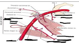 ARTERIAL SUPPLY OF THE UPPER LIMB [upl. by Trinetta694]