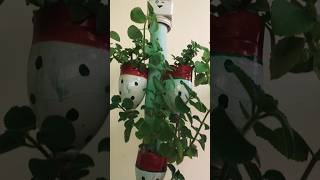 ajwain plant benifits gardening terracegarden shortsvideo ajwainplant shorts [upl. by Ihteerp628]