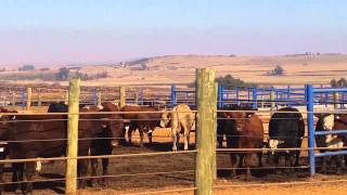 Karan Beefs feedlot in South Africa [upl. by Belinda]