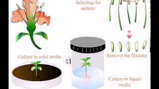 Various types of tissue culture [upl. by Llewellyn959]