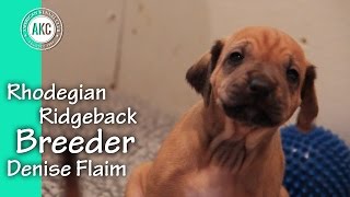 Rhodesian Ridgeback Breeder  Denise Flaim [upl. by Fulmis]