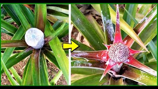 How to make any PINEAPPLE plant FLOWER  2 easy methods [upl. by Thorfinn]