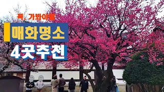 국내여행봄여행지추천매화명소추천꼭 가봐야할 매화명소 4곳추천 [upl. by Ennaerb]