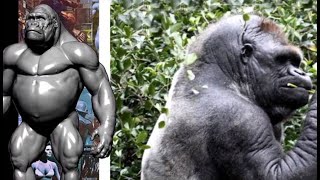 Biggest Bald Gorilla In The World [upl. by Gnoy]