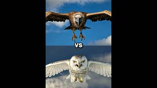 Snow owl vs Vultures vs  eagle falcon crow owl seagull Duck toucan bird Macow pigeon [upl. by Urion]