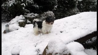 BiewerYorkshireTerrier spielt mit Schneeflocken [upl. by Ashwell]