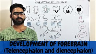 DEVELOPMENT OF FOREBRAIN  TELENCEPHALON AND DIENCEPHALON EMBRYOLOGY [upl. by Vallo843]