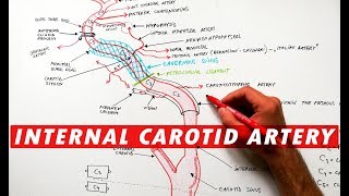 Surface Marking of Common Carotid Artery। External Carotid Artery amp Internal Carotid Artery। Anatomy [upl. by Neelya]