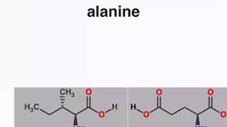 20 Common Amino Acids  StructuresQuiz [upl. by Elyad]