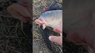 Crap mutilat de un fir de pescuit pescuit crap spinning Fishing carp [upl. by Iruj]