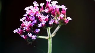 How to Save Verbena Bonariensis Seeds [upl. by Ellezig]