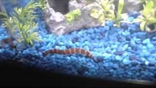 Kuhli Loach closeups [upl. by Timon]