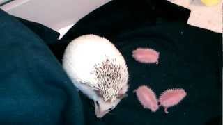 24 hr old hedgehog babies [upl. by Elfrieda]