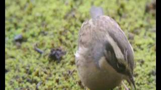 2016  Rare and scarce birds in Britain [upl. by Lletniuq125]