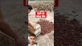 Duck care with shrimp 😂 Duck farming [upl. by Kone]