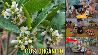 Como hacer que tu Limonero explote de FLORES y frutos [upl. by Emiolhs]