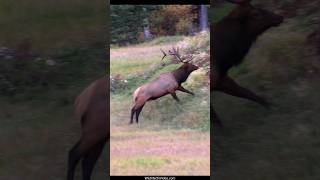 Sheriff Declaring War in His Area During the Elk Rut  Huge Elk Bull [upl. by Tannenbaum]