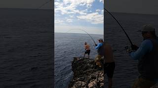 Amberjack from the Shore CROATIA fishing fish croatia hrvatska jigging shorejigging [upl. by Nairrot162]