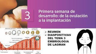 TEMA 3 EMBRIOLOGÍA PRIMERA SEMANA DE DESARROLLO DE LA OVULACIÓN A LA IMPLANTACIÓN [upl. by Ahsea]