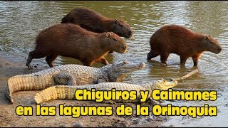 Chiguiros y Caimanes de la Laguna [upl. by Sewellyn348]