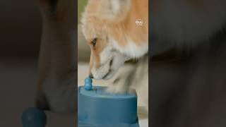 Hilarious Fox Butt Battle for Treats Who Will Win  wizardofpaws  byutv  animalshorts [upl. by Anairol]