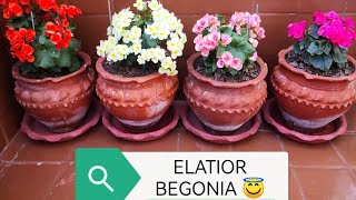 How to Grow N Care ELATIOR BEGONIA Long lasting begonia Multiple colour winter flower 🌸❄️begonia [upl. by Lucilia]