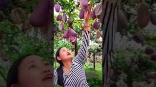 strange fruit akebia japan agriculture farming technology statisfying fruits machine shorts [upl. by Haidabej]