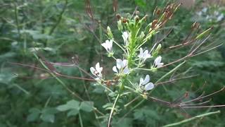 Cleome gynandraWild spider flowerHerbal plants of Sri Lanka [upl. by Richia]