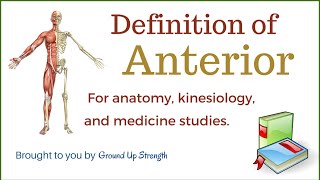 Anterior Definition Anatomy Kinesiology Medicine [upl. by Cutlerr322]