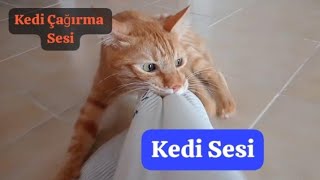 Kedi Sesi Kedinizi bu ses ile çağırın İlgi çekici kedi sesi [upl. by Eisenstark]