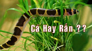 Cá Chạch Rắn Culi  Chạch Rắn Kuhli Pangio kuhlii  Coolie loach  Kuhli loach [upl. by Tini]