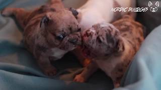 NORDIC BULLDOGS KENNEL  BLUE AND TAN MERLE  AURA x KING LITTER [upl. by Eisdnyl]