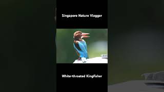 🐦 Whitethroated Kingfisher at Pasir Ris Park [upl. by Adleremse]