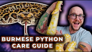 The BETTER BALL PYTHON Burmese Python Care Guide 2024 [upl. by Malina]