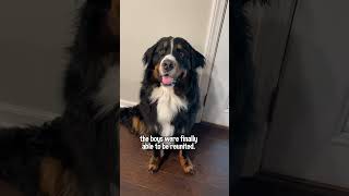 My Bernese Mountain Dog Is Reunited With His Golden Retriever Best Friend After 5 Months Apart🥹 [upl. by Tnert]