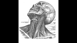 ANATOMIE FMPM ANATOMIE DU COU GENERALITES [upl. by Aisereht]