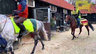 Preseason Newmarket Gallops 210124  Julia Feilden Racing [upl. by Najib614]